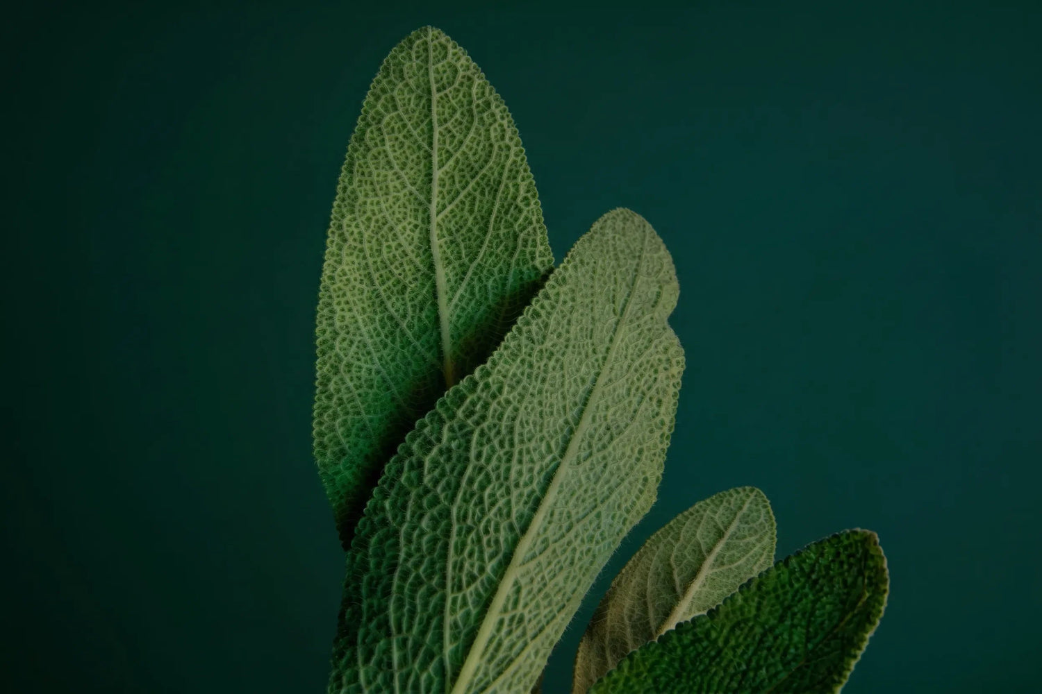 Aromatic & Herbal